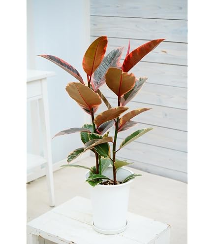 Amazon｜フィカス エラスティカ ジン 2.5-3号苗 ゴムの木 観葉植物